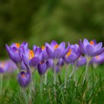 Pomlad na travniku